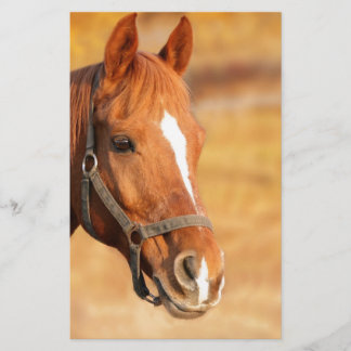CUTE HORSE BREVPAPPER