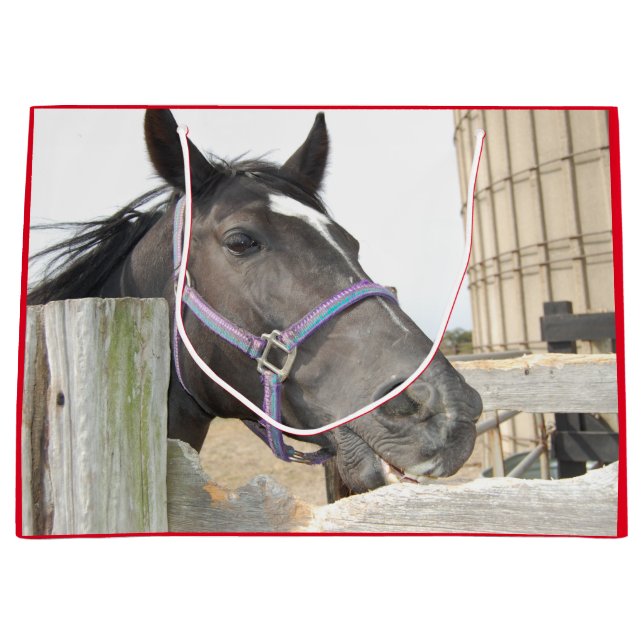 Cute Horse Chewing på en stängslerpost (Framsidan)