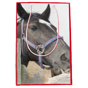 Cute Horse Chewing på en stängslerpost