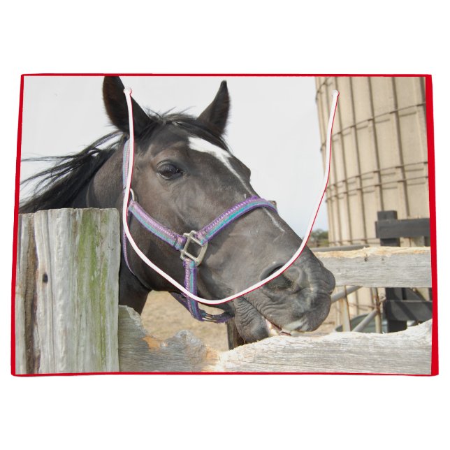 Cute Horse Chewing på en stängslerpost (Framsidan)