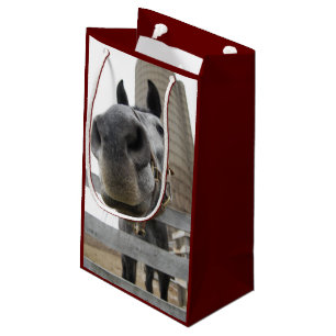 Cute Horse Close Up
