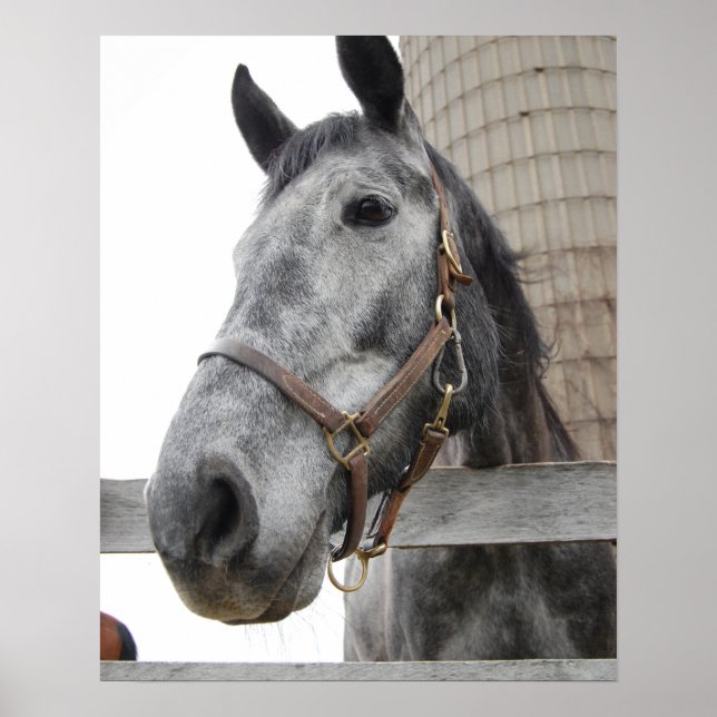 Cute Horse Close up Poster (Framsidan)