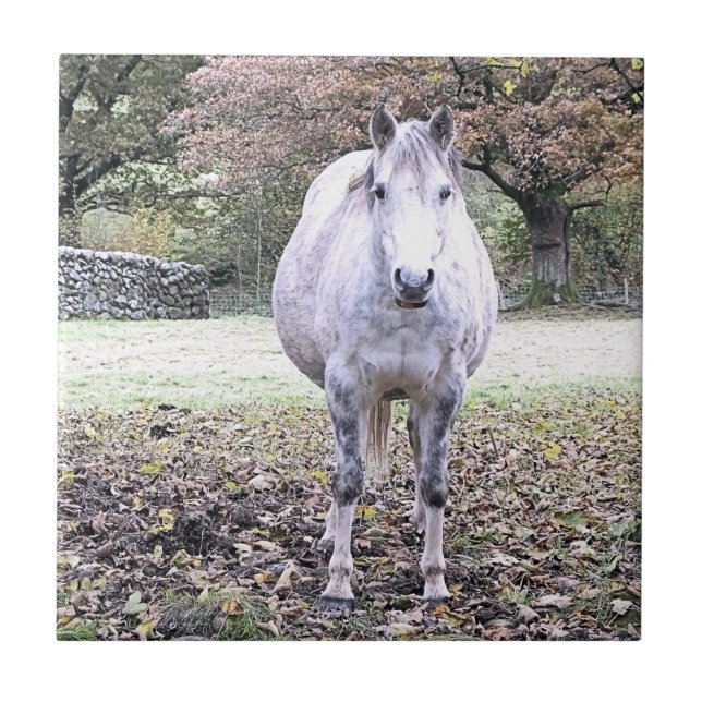 CUTE HORSE KAKELPLATTA (Framsidan)