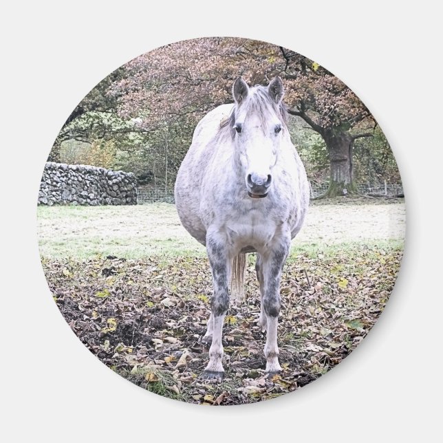 CUTE HORSE   MAGNET (Framsidan)