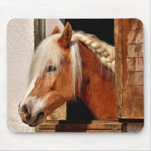 Cute Horse Musmatta