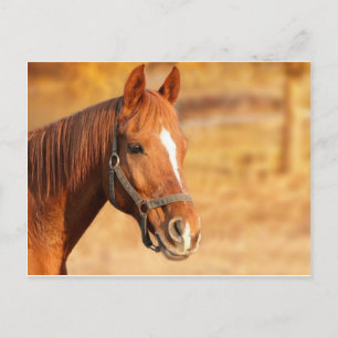 CUTE HORSE VYKORT