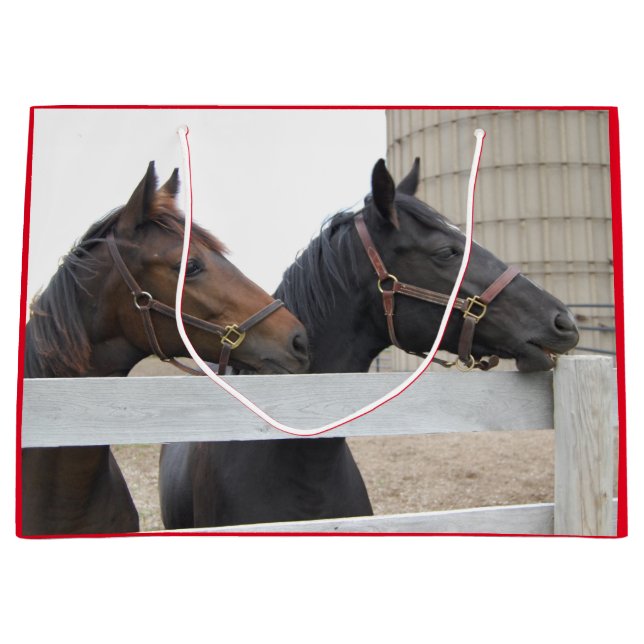 Cute Horses Tittar över ett stängsel (Framsidan)