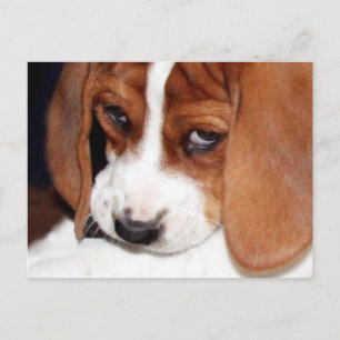 Cute Hound Hund Puppy Vykort