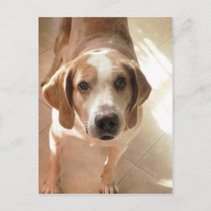 Cute Hound Porträtt Photo Vykort
