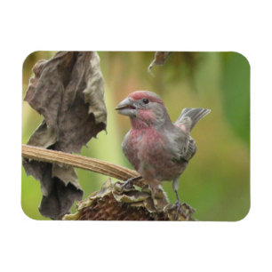 Cute House Finch Eating Solros Seed Magnet
