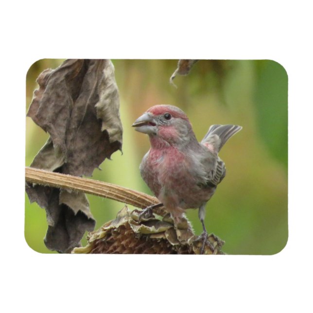 Cute House Finch Eating Solros Seed Magnet (Horisontell)