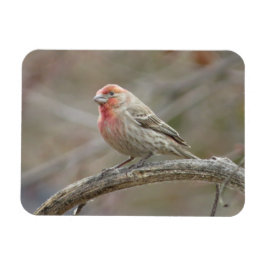 Cute House Finch Magnet