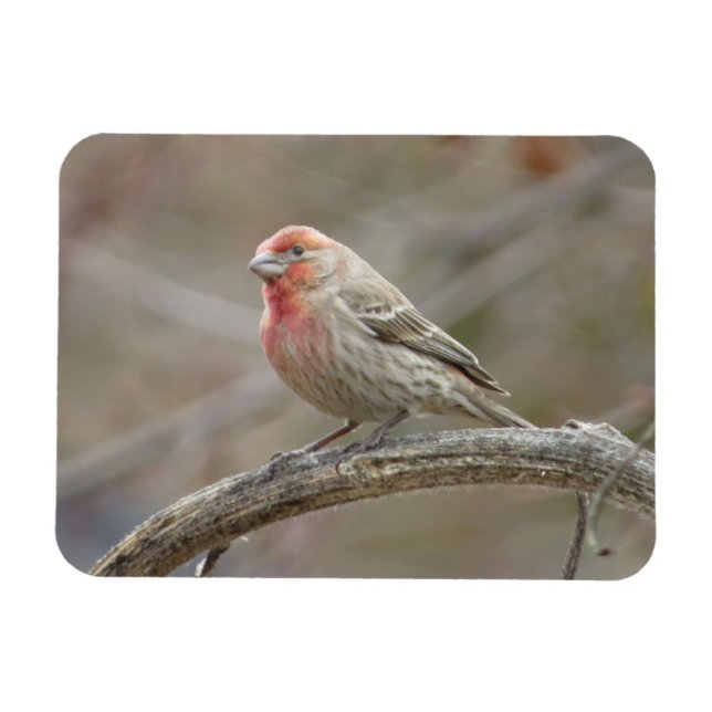 Cute House Finch Magnet (Horisontell)