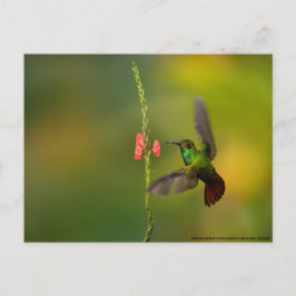 Cute Hummingbird and Flower, willife Costa Rica Vykort