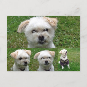 Cute Hund 3 Bild vykort
