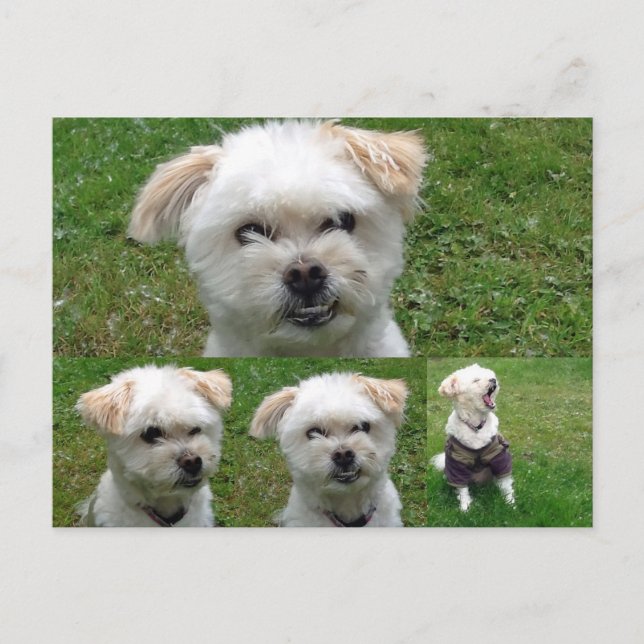 Cute Hund 3 Bild vykort (Framsida)