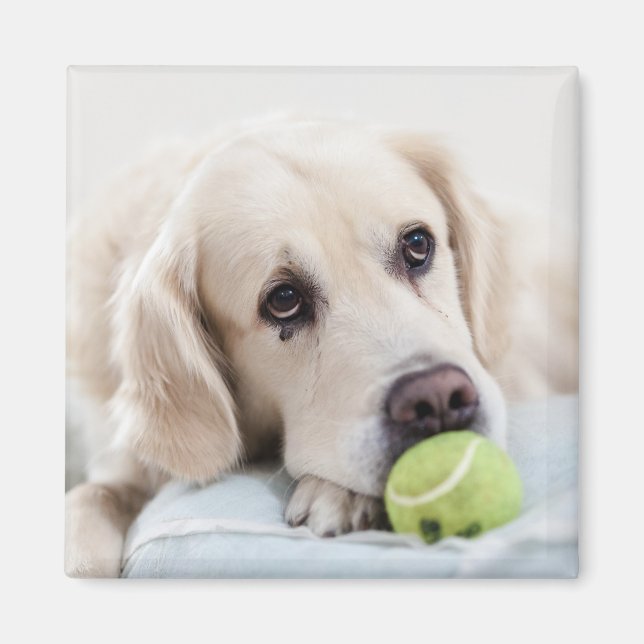 Cute Hund 4 Magnet (Framsidan)