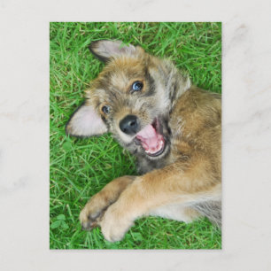 Cute hund Berger Picard-valp. Vykort