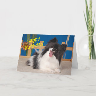 Cute Hund Birthday Card, Papillon Tack Kort