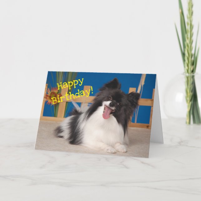 Cute Hund Birthday Card, Papillon Tack Kort (Framsida)