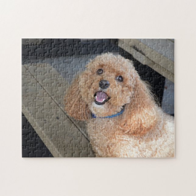 Cute Hund Cockapoo Breed Best Friend Animal Pet Pussel (Horisontell)