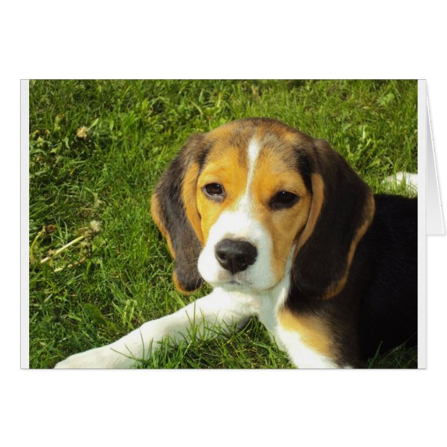 Cute Hund Hälsningskort (Framsidan Horizontal)