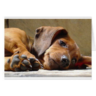 Cute hund hälsningskort