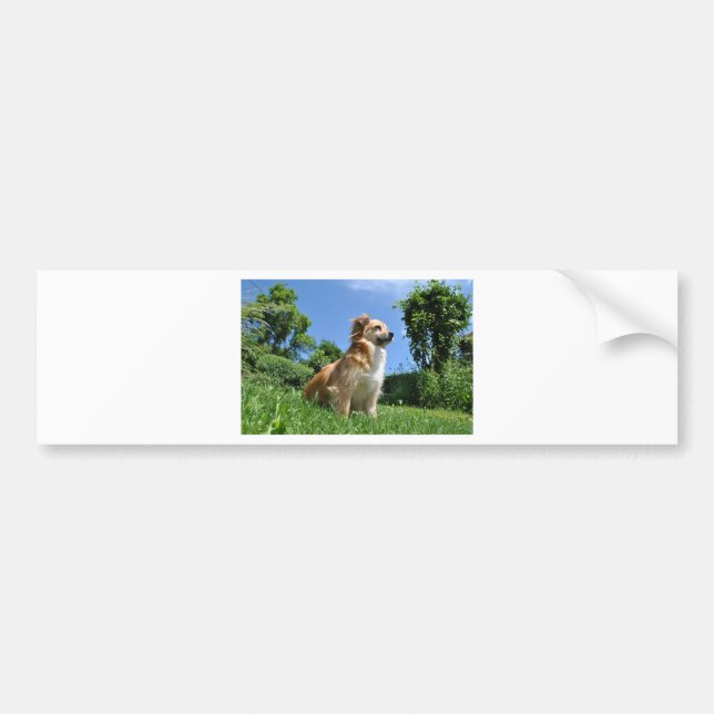 Cute hund i gräs bildekal (Framsidan)