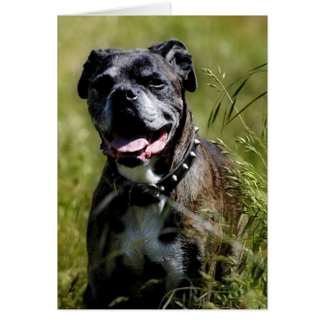 Cute hund i gräs hälsningskort (Framsidan)