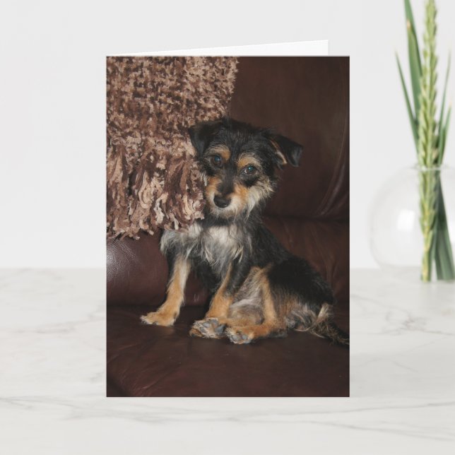 Cute, Hund Kort (Framsida)