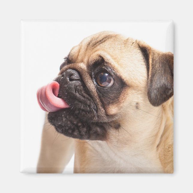 Cute Hund magnet 1 (Framsidan)