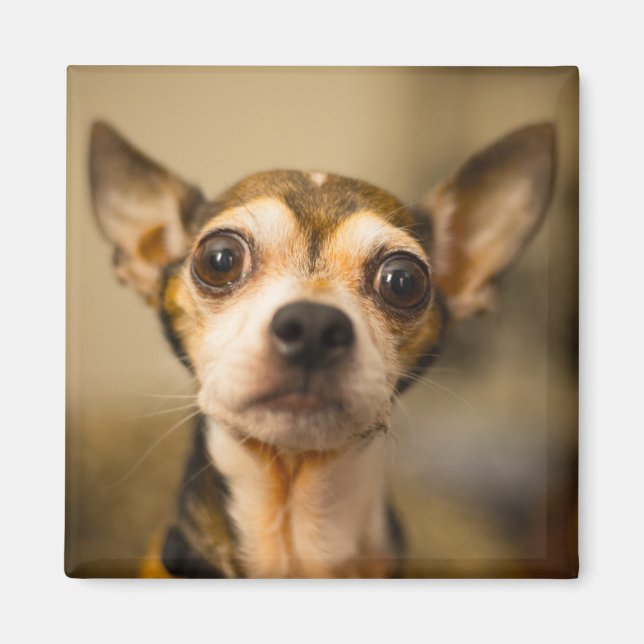 Cute Hund magnet 10 (Framsidan)