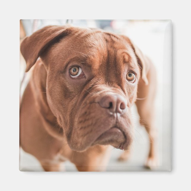 Cute Hund magnet 11 (Framsidan)