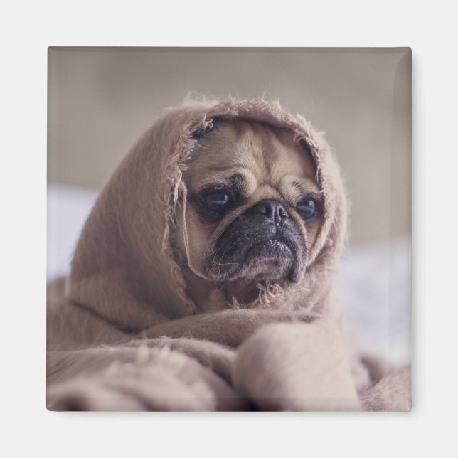 Cute Hund magnet 3 (Framsidan)