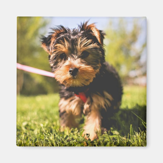 Cute Hund magnet 5 (Framsidan)