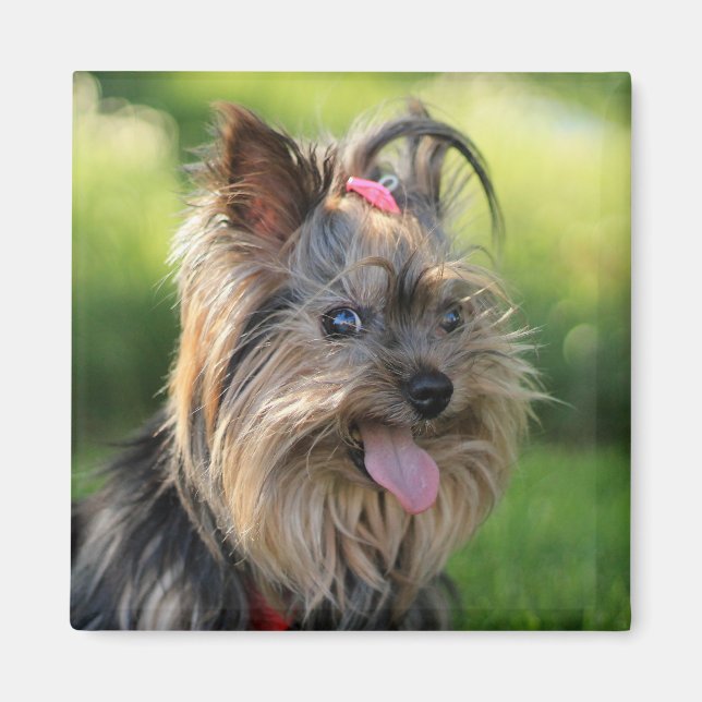 Cute Hund magnet 7 (Framsidan)