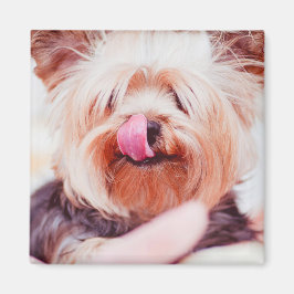 Cute Hund magnet 8