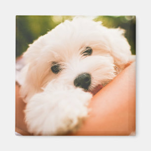 Cute Hund magnet 9