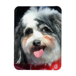 Cute Hund Magnet, K-Cee Red Scarf II Magnet