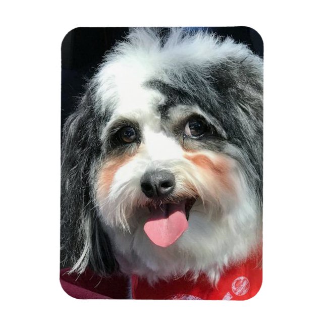 Cute Hund Magnet, K-Cee Red Scarf II Magnet (Vertikal)