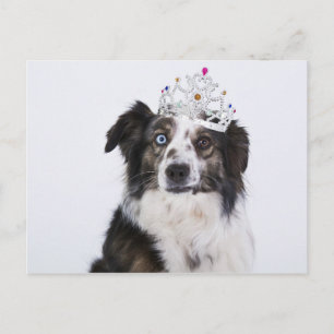 Cute Hund med Krona Vykort