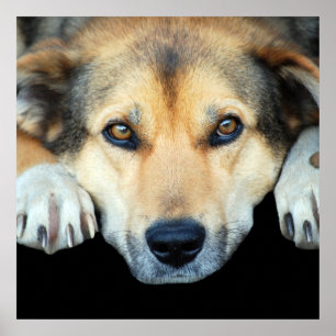 Cute hund på alla färg-bakgrunder poster