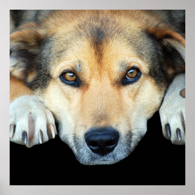 Cute hund på alla färg-bakgrunder poster (Framsidan)