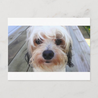 Cute Hund på Bench Postcard Vykort