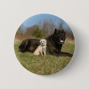 Cute Hund par Knapp