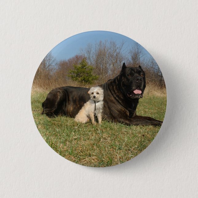 Cute Hund par Knapp (Framsida)