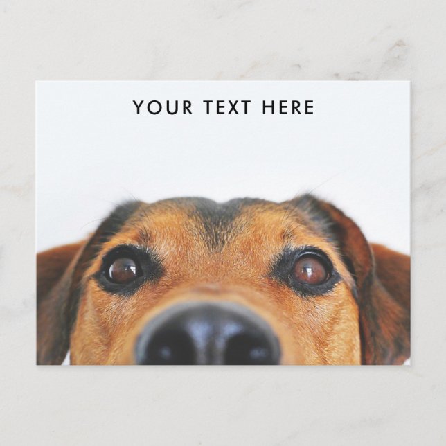 Cute Hund Peeking-vykort Vykort (Framsida)