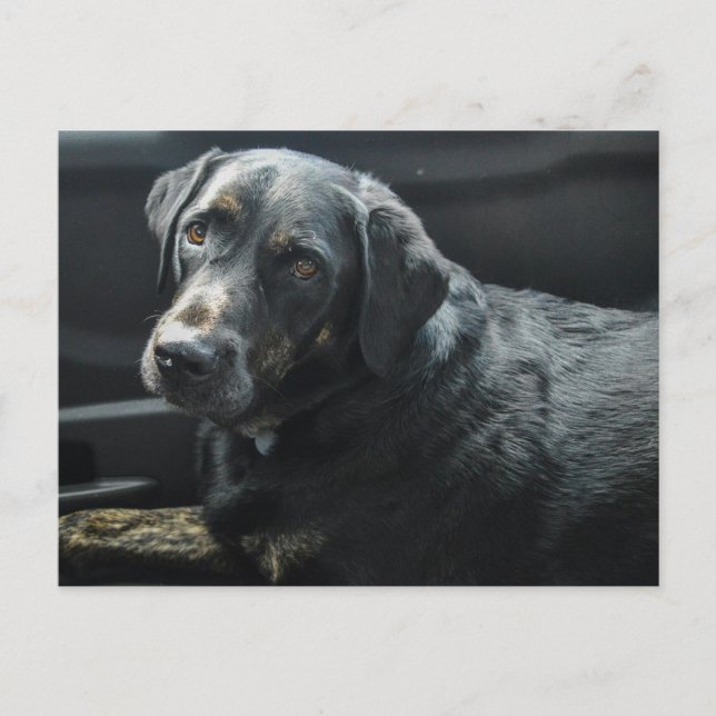 Cute Hund Pet Black Labrador Retriever Vykort (Framsida)