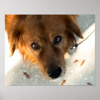 Cute Hund Poster (Golden Retriever)
