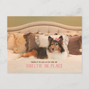 Cute Hund Shelter i Ställe   Sheltie Postcard Vykort